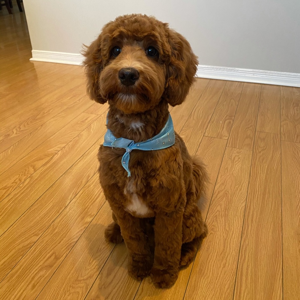 Meet your Posher, Maxwell